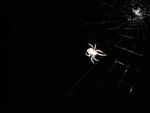 Spider in the dark Фото