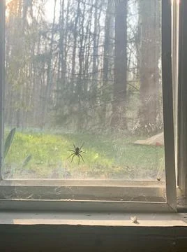 Spider with Dead Fly on Basement Window 库存照片