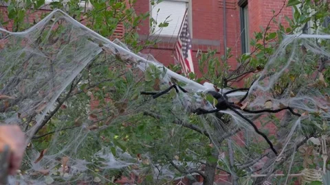 A spider decoration in a cobwebbed tree on Capitol Hill at Halloween Stock Footage 345299635