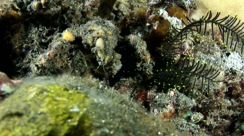 Spider decorator crab (Camposcia retusa) Stock Footage 59185561