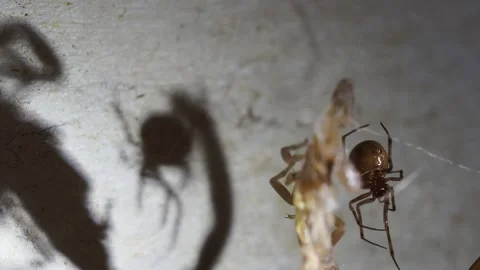 Spider Descends to Scorpion Prey Shadow Behind 動画素材 280287668