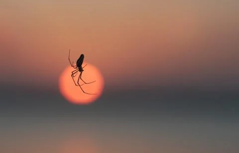 A spider descends on a web against the backdrop of the setting sun Foto stock