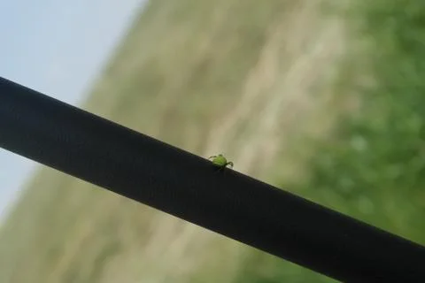 Spider detail Foto stock