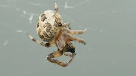 Spider is devouring a fly Stock Footage 54715121