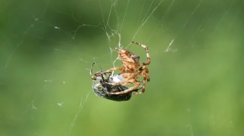 Spider devouring his prey 스톡 동영상 68081203