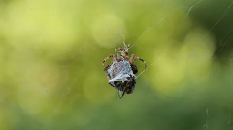 Spider devouring his prey 스톡 동영상 68082575