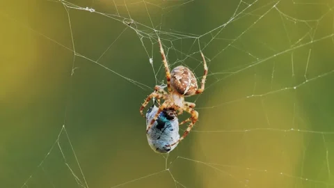 Spider devours insect while beetle is trapped in web, detailed close-up Stock Footage 287735028