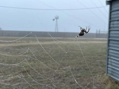 Spider on Dew Covered Web During Foggy Texas Morning Stock Photos