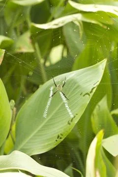 Spider in a Dew Covered Web Stock Photos