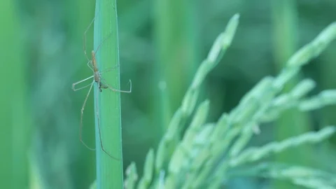 Spider display the hiding behavior Stock Footage 106405516