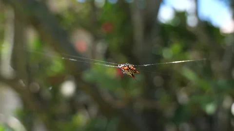 Spider Disturbed by Finger Crawling Away Stock Footage 205511571
