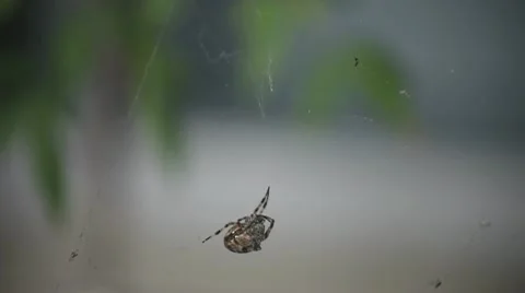 Spider disturbed Stock Footage 8989969
