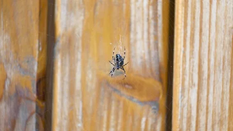 Spider disturbed by wind Stock Footage 97190967