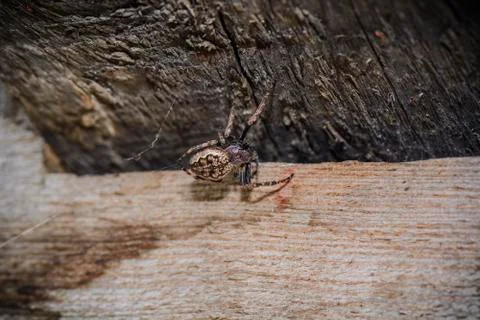 Spider doing its web 스톡 사진