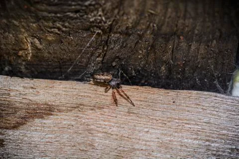 Spider doing its web Stock Photos