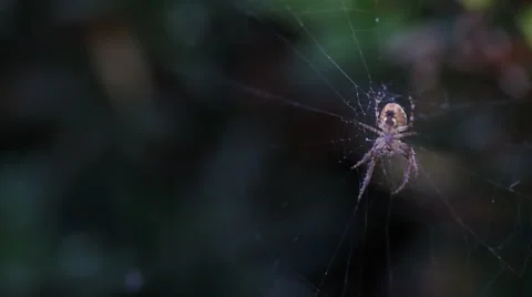 Spider Dolly Left to Right Stock Footage 57718377
