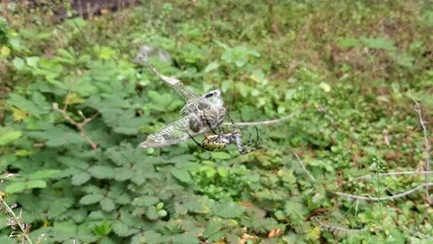 Spider, Dramatic Eating Stock Footage 237614852