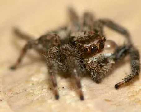 Spider DSC7191 Foto stock
