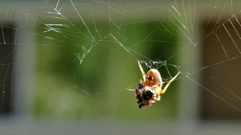 Spider E Video stock 79438979