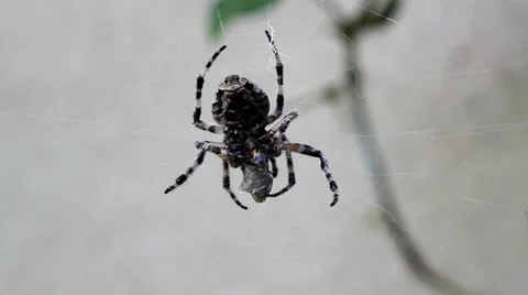 Spider eat fly. Stock-Footage 37024299