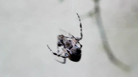 Spider eat fly. Gray background. Stock Footage 37022454