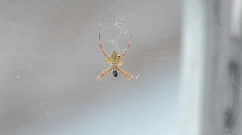 Spider eat prey Stock Footage 140313426