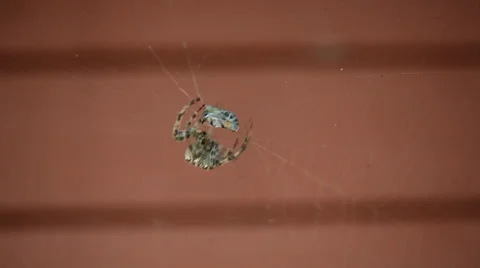 Spider eating a bee Stock Footage 35649538