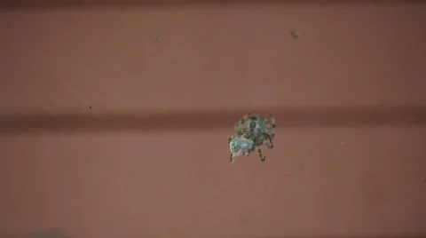 Spider eating a bee Stock Footage 35649645