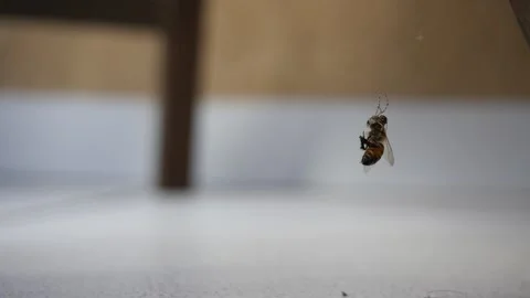 Spider eating been Stock Footage 123549190
