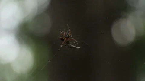 Spider Eating Bug Caught in Spiderweb Stock Footage 33735818