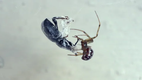 A spider is eating a bug Stock Footage 319908276