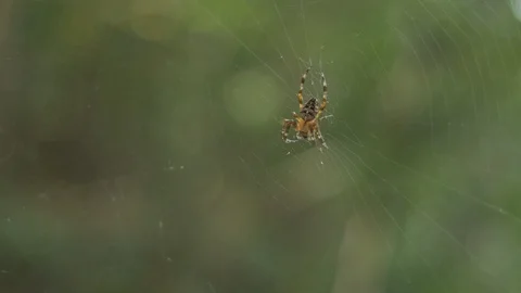 A spider eating a bug, then making defensive postures in response to a threat Stock Footage 88488743