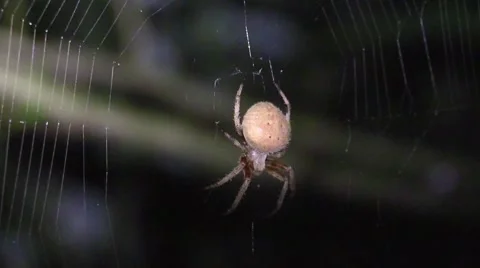 Spider eating bug in web at night Stock Footage 66304780