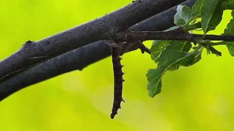 Spider eating caterpillar Video stock 42952530