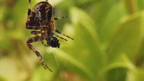 Spider eating a caught fly on its web close up stock footage Vídeo Stock 323077408