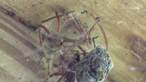 Spider eating cicada Stock Footage 66474249