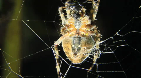 Spider eating closeup view Stock Footage 55448578