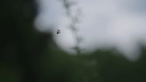 Spider is eating dinner 動画素材 88352802