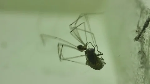 Spider eating flies Stock Footage 76247299