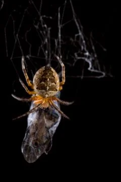 Spider eating fly caught in the net with black background Stock Photos