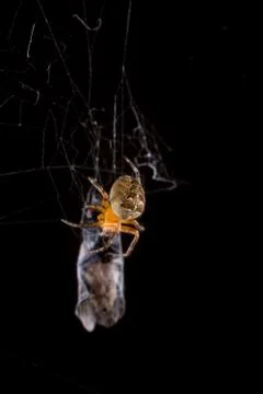 Spider eating fly caught in the net with black background Stock Photos