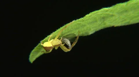 Spider eating fly Stock Footage 1011651