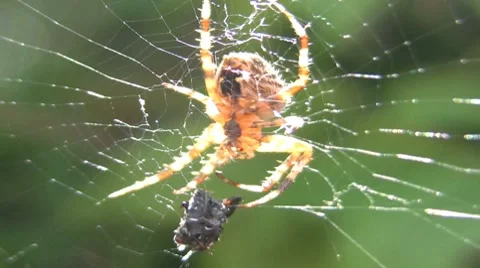 Spider eating a fly Video stock 7137991
