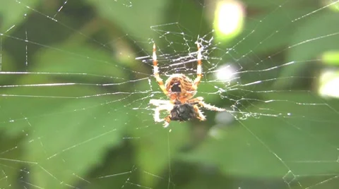 Spider Eating A Fly 库存影片 7421532