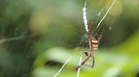 Spider eating a fly Stock Footage 37301917