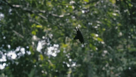 Spider eating fly Video stock 82177610