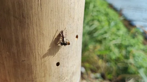 The spider is eating a fly Stock Footage 211918371