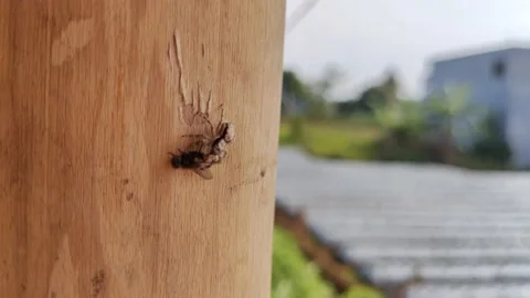 The spider is eating a fly Stock Footage 211918372