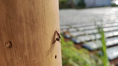 The spider is eating a fly Stock Footage 211918375