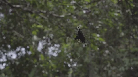 Spider eating fly slog2 Stock-Footage 82448248